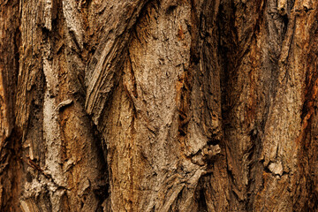 Detailed texture of tree bark with rough layered surface and natural patterns. The image highlights organic structure, natural materials, and the concept of resilience and strength in nature. © Iryna Miadzvedzeva