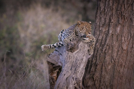 Leopardo en un &aacute;rbol