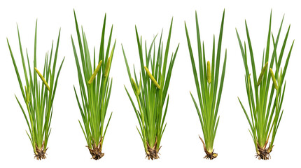 Obraz premium Four green plants with long thin leaves and brown roots on white background transparent background