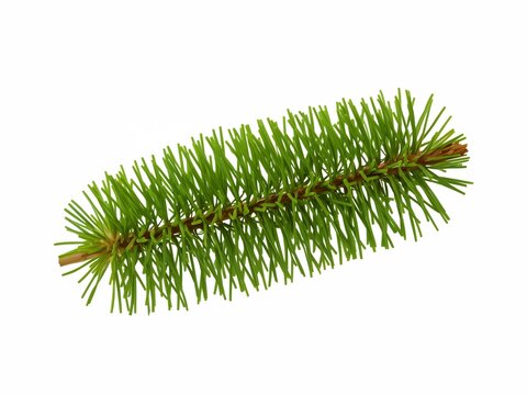 Close-up shot of a single pine branch with vibrant green needles, showcasing the intricate details of its structure