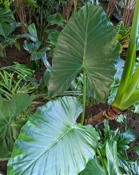 Fondo con vista de cerca de un jard&iacute;n con diversas plantas tropicales, como monstera y alocasia (oreja de elefante)	