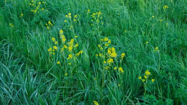 Yellow Wild Mustard Flowers in Green Meadow.