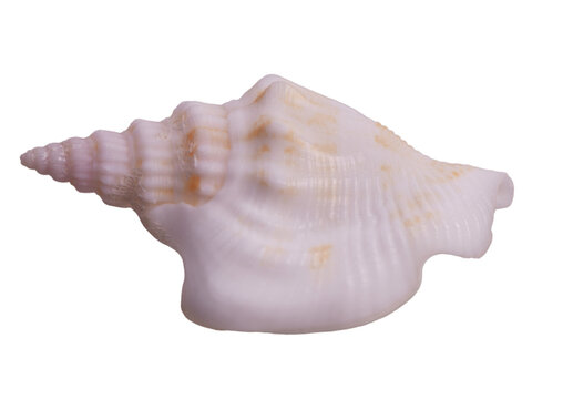 White pink conch shell isolated on white background. Strombus or Laevistrombus. Ideal for beach lifestyle branding, interior decor, spa and wellness design, and marine-themed projects.
