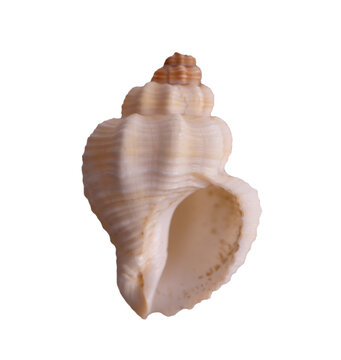 Cream ribbed gastropod shell isolated on white background. Gastropod shell, likely a helmet shell Phalium. Ideal for marine biology education, beach-themed design, decoration.