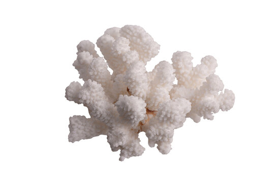 White branching coral skeleton isolated on white background. Pocillopora or Stylophora sp. Bleached white branching coral skeleton, likely of the genus