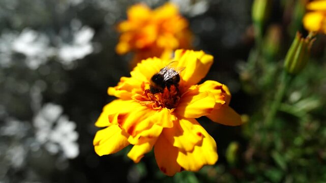 Close up of bee collecting nectar on bright orange marigold flower with soft blurred background in garden setting