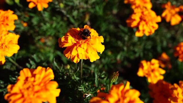 Detailed macro bee on bright flower, ideal for vibrant backgrounds, nature visuals and cinematic texture content.