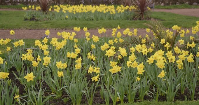 Wide shot of Daffodils in flower at Wellington Esplanade Gardens at Lowestoft