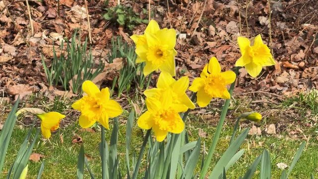Yellow narcissus daffodils bloom brightly in a garden bed on a sunny spring day