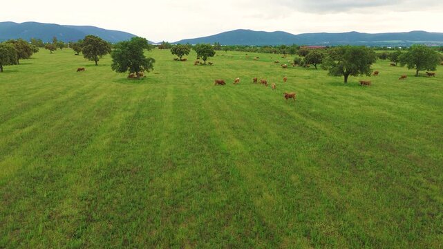 Aerial view of free-range cattle grazing in green pasture at sunset in Castilla La Mancha, Spain, peaceful rural farming landscape