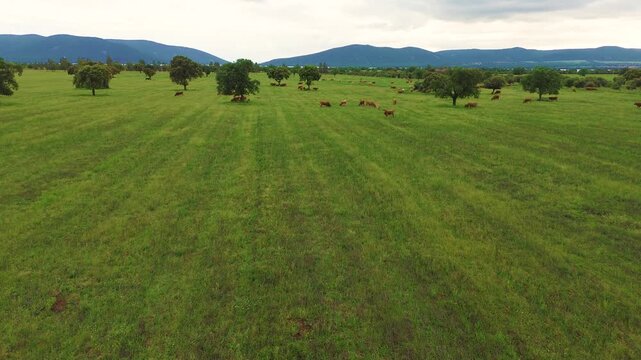 Aerial view of free-range cattle grazing in green pasture at sunset in Castilla La Mancha, Spain, peaceful rural farming landscape