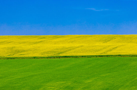 A vibrant agricultural landscape characterized by a minimalist three-color band composition, a bright blue sky, a yellow flowering rapeseed field, and a lush green field. Field with three colors