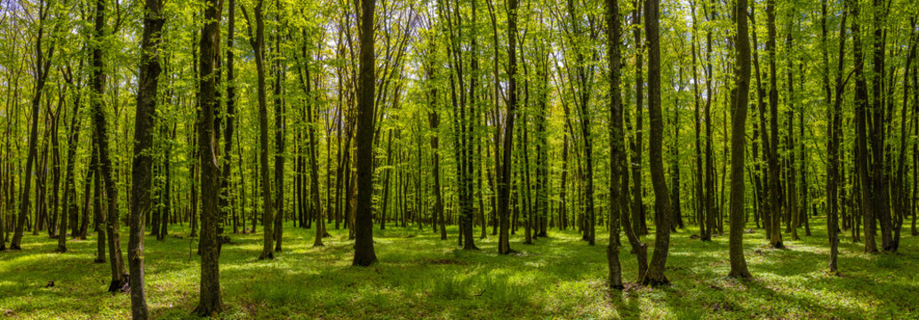 A panorama in a lush deciduous green forest with green grass on the ground, captured during spring or early summer