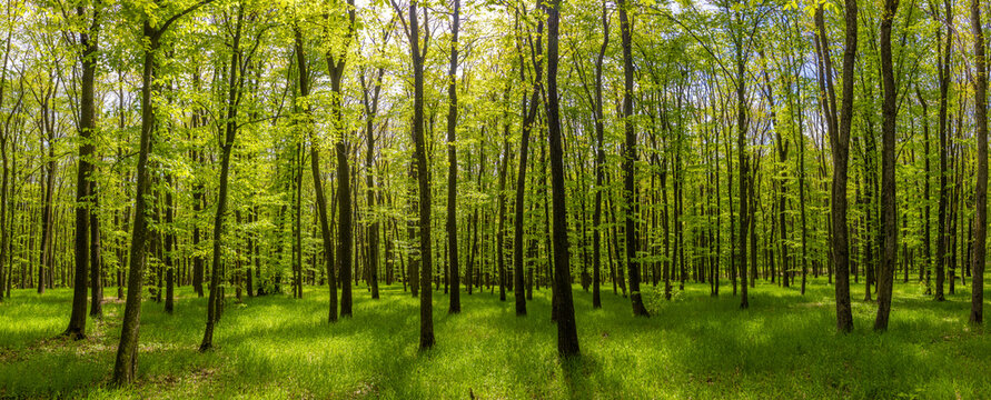 A panoramic photograph of a lush green deciduous forest. A vibrant sunny deciduous forest in spring