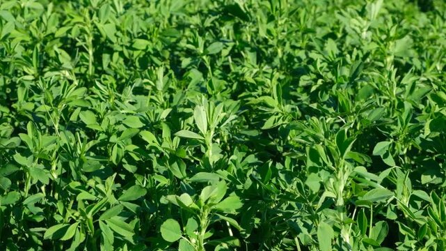 Lush Green Alfalfa Field Growing Under Bright Sunlight