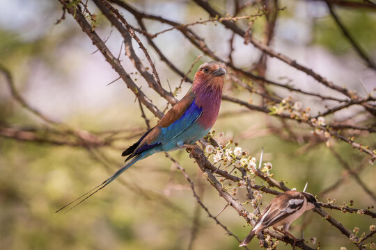 carraca de pecho lila, el ave de Kenia, &Aacute;frica