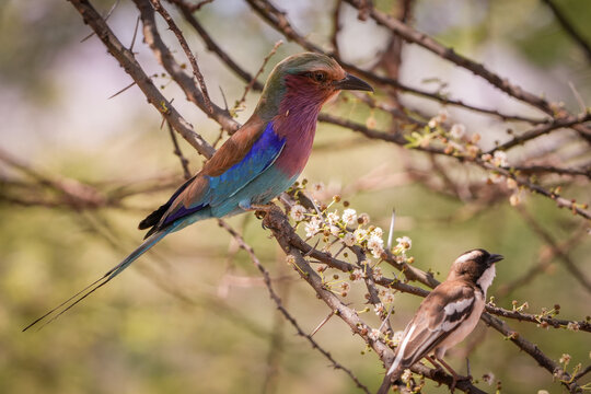 carraca de pecho lila, el ave de Kenia, &Aacute;frica