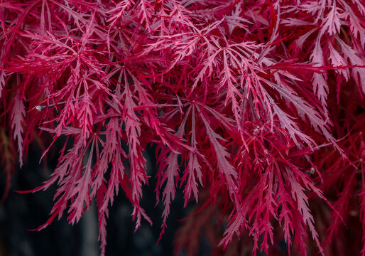 Close-up with branches and red leaves of Laceleaf Japanese Maple (Acer palmatum var. dissectum), known for its delicate, feathery (dissected) foliage and typically weeping or cascading growth habit