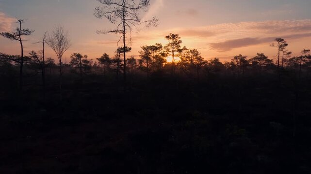 sunrise in the swamp