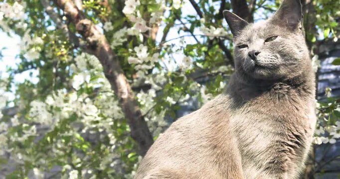 a blue burmese cat sits under a blossoming cherry tree on a windy, sunny day