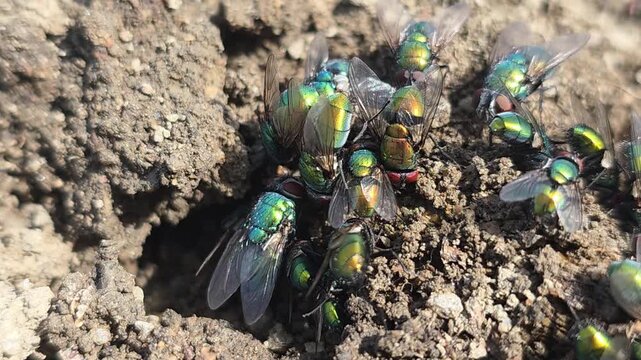 


Close-up of a Swarm of Greenbottle Flies Hydrating from Soil Near a Dead Mouse #004

