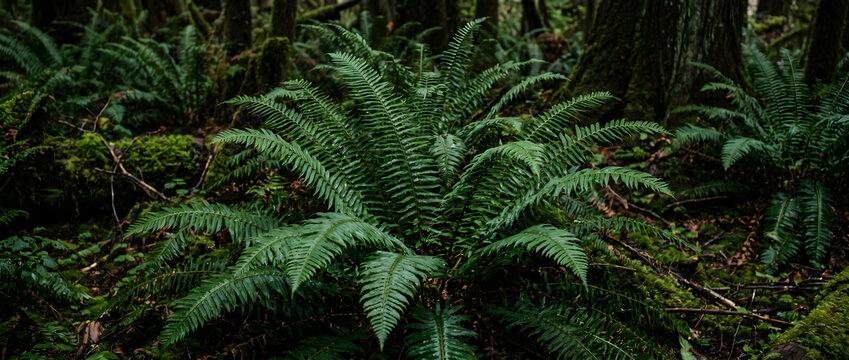 This image shows dense clusters of leathery fern plants growing in the shaded, mossy understory of a temperate rainforest, showcasing lush green foliage.