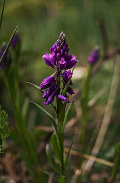 Close-up of a Purple crested milkwort (Polygala comosa)blooming in a dry grassland near Nagykőm&aacute;zsa in the B&uuml;kk Mountains, Hungary, captured in spring.
