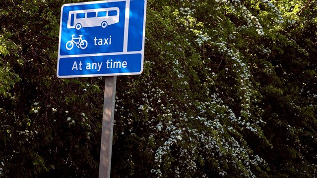 Bus lane sign, taxi and bicycle road sign, UK traffic regulations, blue street sign against green hedge background in summer sunlight