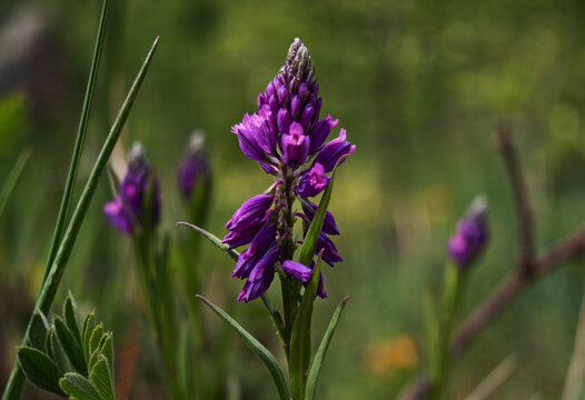Blooming Purple crested milkwort (Polygala comosa)
standing in a natural meadow with soft blurred background near Nagykőm&aacute;zsa in the B&uuml;kk Mountains, Hungary.