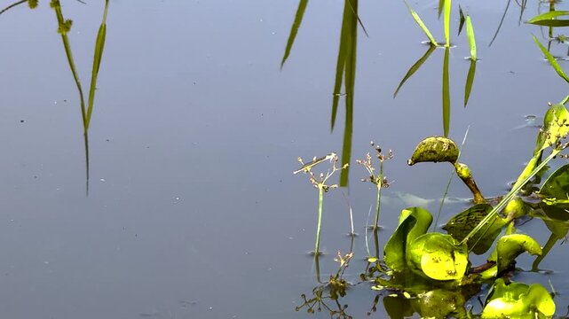 Serene Water Hyacinth and Grass Blades Reflecting on Calm Blue Lake Surface