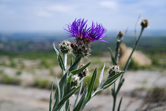 Ladybug sitting on a blooming purple knapweed flower (Centaurea sp.) with soft blurred landscape background near Nagykőm&aacute;zsa in the B&uuml;kk Mountains, Hungary.