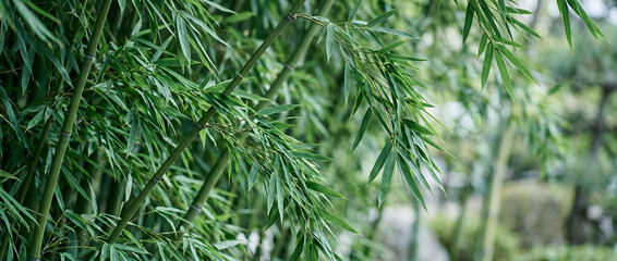 Fototapeta premium This close-up shot showcases dense, vibrant green bamboo foliage and stalks in a peaceful natural outdoor setting, with soft blurred background.