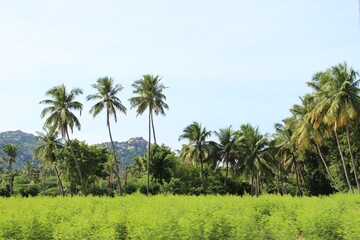 Obraz premium Natural scene of Chittoor of Tamil Nadu in India. Photo: October 7, 2013