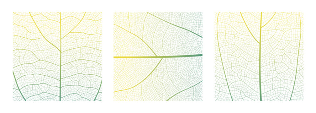 Leaf vein cell skeleton texture abstract background set with close up plant leaf cells structure pattern vector illustration. Macro leaf vein skeleton organic lattice natural foliage texture.
