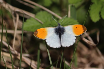 Male orange-tip butterfly (Anthocharis cardamines) with vibrant orange wing tips, resting on green grass in a sunny spring meadow © kazakovmaksim