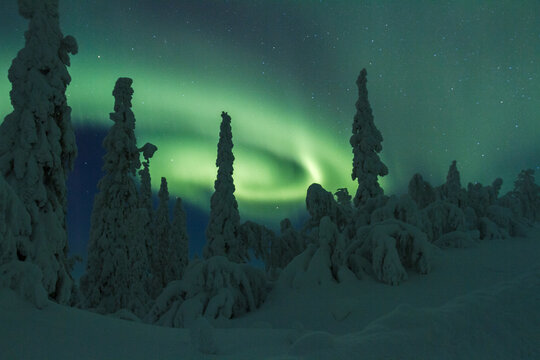 Aurora borealis, Northernlight over vinter forest