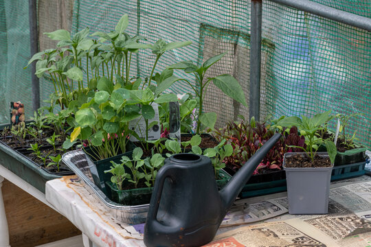 Growing in the polytunnel