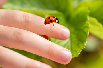 Red ladybug crawling on finger, beneficial beetle explores human hand, Curious children observe ladybird insect, blurred green leaves background, macro nature shot, garden insect, closeup details © kittyfly