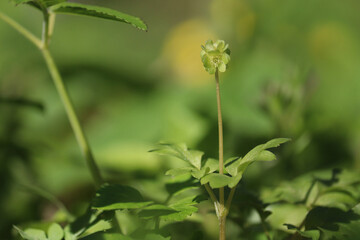 Obraz premium Moschatel (Adoxa moschatellina) small green flower head on a slender stem, close-up of blooming townhall clock plant with trifoliate leaves in a spring forest