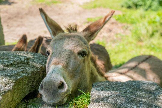 donkey close up, foal Equus africanus asinus, rustic scene with donkey feeding on fresh pasture on sunny day, Farm Animal Portrait