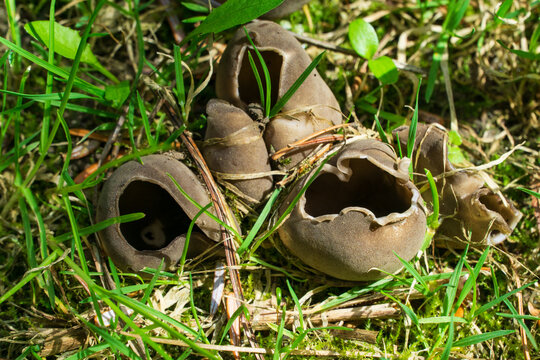 Helvella acetabulum mushrooms grow in clusters on bed of grass and moss. These distinctive fungi feature cup-like caps with wavy edges and hollow stems