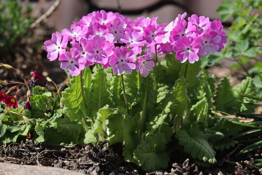 Pink Japanese primrose (Primula sieboldii) blooming flowers with white centers, close-up of textured green leaves in a spring garden under bright sunlight