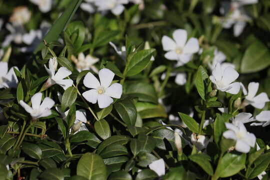 White lesser periwinkle (Vinca minor cv. Alba) flowers blooming as a lush groundcover, close-up of evergreen foliage under bright natural light