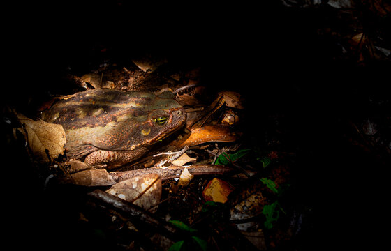frog