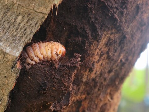 Rhinoceros beetle larva (Oryctes nasicornis) nestled within the decaying wood of a coconut tree trunk, highlighting its role in the decomposition process of tropical palm trees