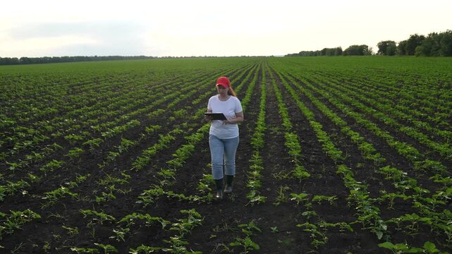Agriculture, Woman with red hat records plant information in large advanced farm, Modern agronomist collects observations on seedlings growth in early summer, Progressive agriculture: lady monitors