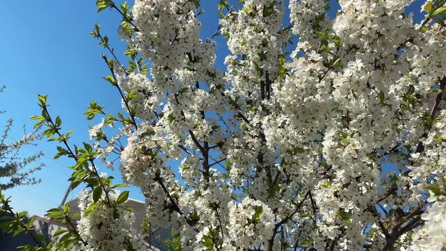 Close up of blooming tree branches with white flowers and honey bees collecting pollen in spring
