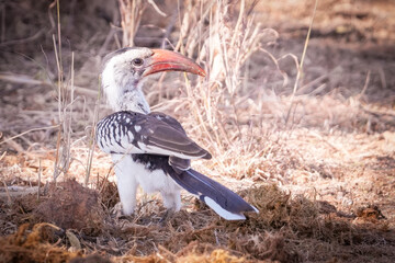 cálao de pico rojo zazu © Nómadas Ocasionales