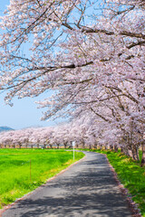 Obraz premium 都幾川桜堤 桜並木