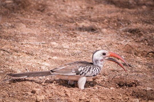 c&aacute;lao de pico rojo zazu